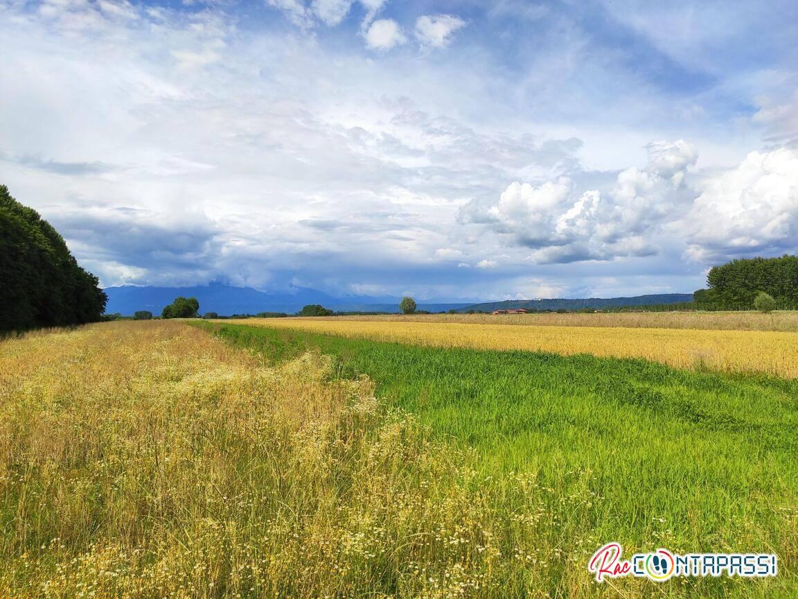 Distesa di di campi di grano Lago di Candia