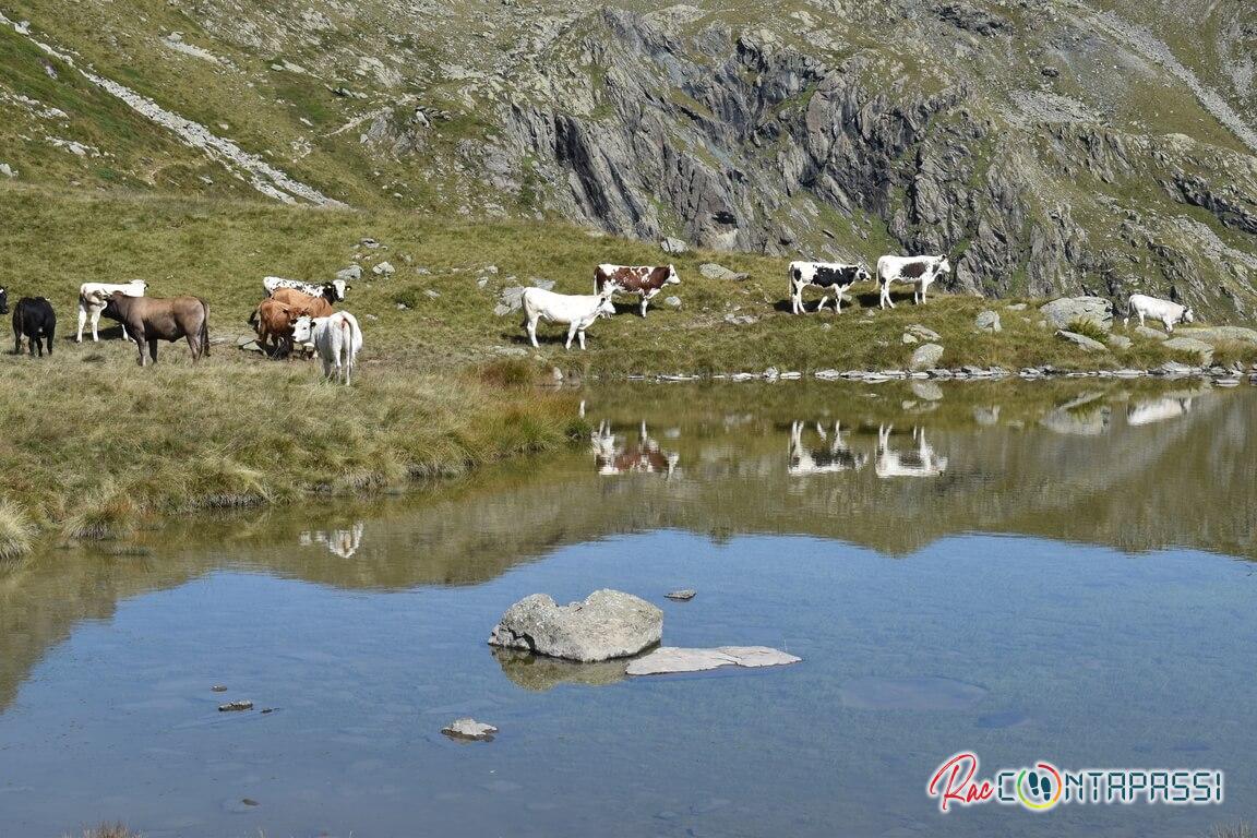 lago viana