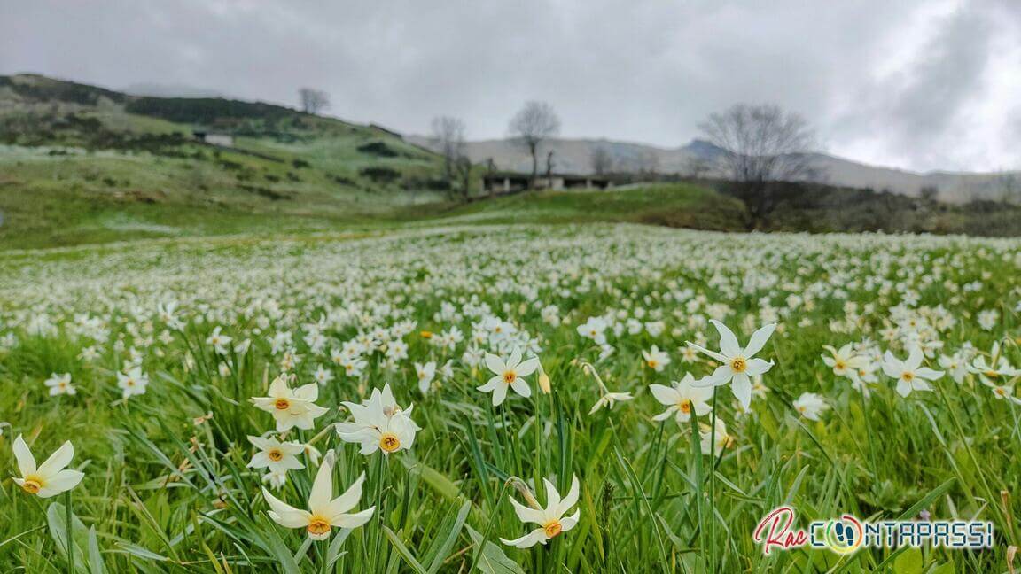 Narcisi Valchiusella e Valle Sacra