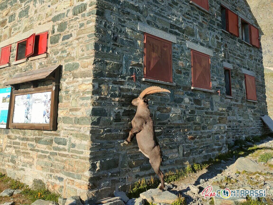 rifugio quintino sella monviso da castello